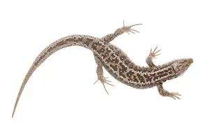 Limburg: Sand Lizard