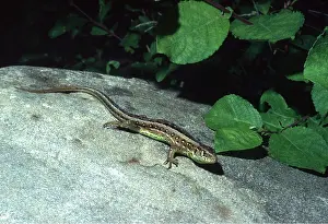 Hans D Dossenbach: SAND LIZARD