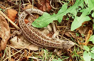 Lizards: SAND LIZARD