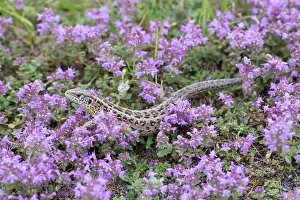 Agilis: Sand Lizard - adult female in purple flowers - Germany