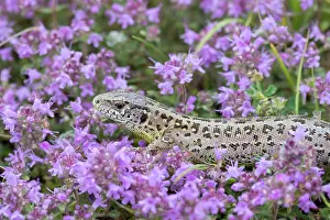 Agilis: Sand Lizard - adult female in purple flowers - Germany