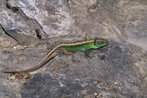 Agilis: Sand Lizard - breeding colours