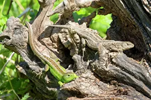 Agilis: Sand Lizard couple on a stump - France