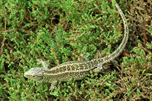 Agilis: Sand Lizard - endangered in UK