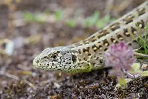 Agilis: Sand Lizard female