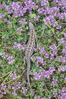 Agilis: Sand Lizard female