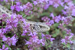 Agilis: Sand Lizard female
