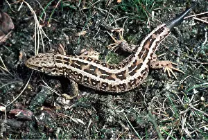 Lizards: SAND LIZARD - female, with regrowing tail