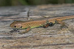 Bitten: Sand Lizard (Lacerta agilis) got bitten by a Red