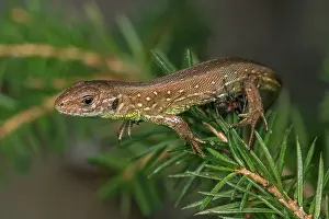 Bitten: Sand Lizard (Lacerta agilis) got bitten by a Red