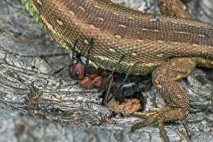 Bitten: Sand Lizard (Lacerta agilis) got bitten by a Red