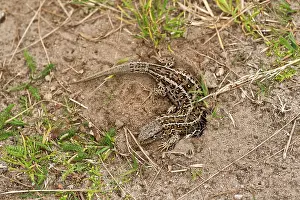 Agilis: Sand Lizard (Lacerta agilis). Laying eggs. Molslaboratoriet