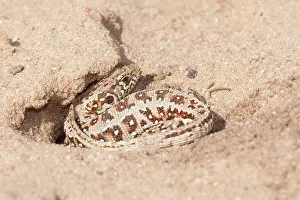 Agilis: Sand Lizard (Lacerta agilis) lying in the sand