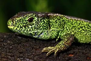 Agilis: Sand lizard (Lacerta agilis), male, Schleswig-Holstein
