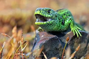 Opened: Sand lizard (Lacerta agilis), male in breeding colours