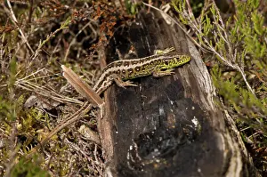 Agilis: Sand Lizard (Lacerta agilis). Melby Overdrev, Denmark