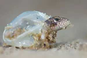 Hatching: Sand Lizard (Lacerta agilis) young hatching, Th