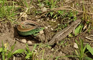 Agilis: Sand Lizard male and female courting in breeding season
