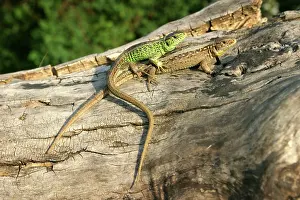 Agilis: Sand Lizard - two mating