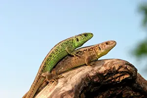 Agilis: Sand Lizard - pair mating (male on top)