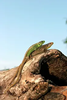 Agilis: Sand Lizard - pair mating (male on top)