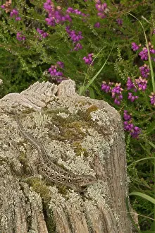 Agilis: Sand Lizards
