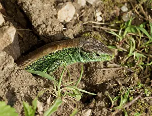 Agilis: Sand Lizards brightly-coloured male in breeding