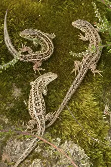 Agilis: Sand Lizards - Protected species - Being reintroduced