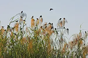 Riparia: Sand Martin