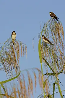 Riparia: Sand Martin