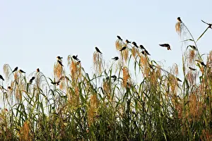 Riparia: Sand Martin