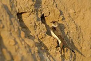 Riparia: Sand Martin