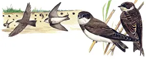 Riparia: Sand Martin