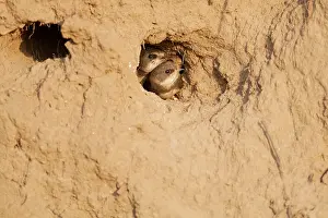 Swift: Sand Martin
