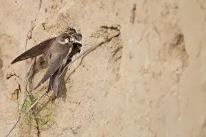 Swift: Sand Martin