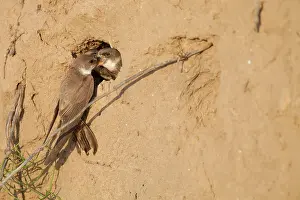 Swift: Sand Martin