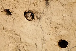 Swallow: Sand Martin