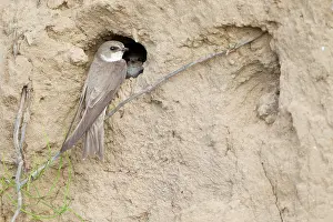 Swallow: Sand Martin