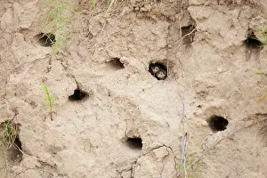 Swallow: Sand Martin