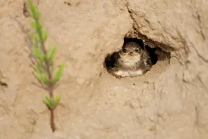 Swallow: Sand Martin