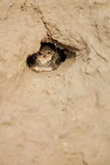 Swallow: Sand Martin