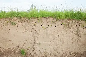 Swallow: Sand Martin