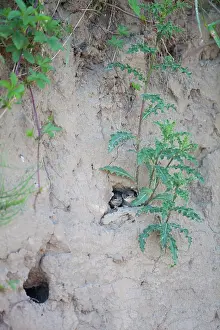 Swallow: Sand Martin