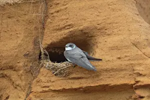 Entrance: Sand Martin