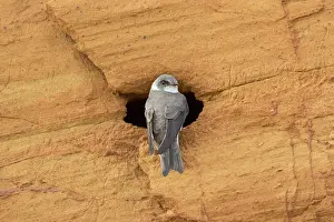 Entrance: Sand Martin