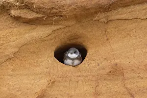 Entrance: Sand Martin - adult bird at entrance to nest - Germany