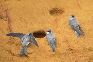 Entrance: Sand Martin - adult birds at entrance to nest - Germany