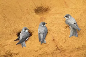Entrance: Sand Martin - adult birds at entrance to nest - Germany