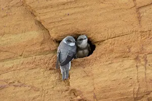 Entrance: Sand Martin - adult birds at entrance to nest - Germany
