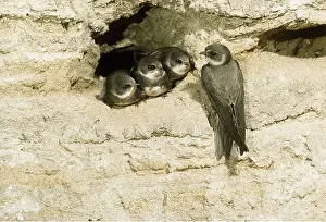 Jack Bailey: SAND MARTIN - adult and chicks in sand hole